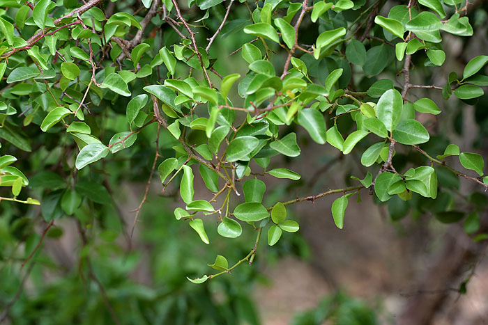 Tallow Plum